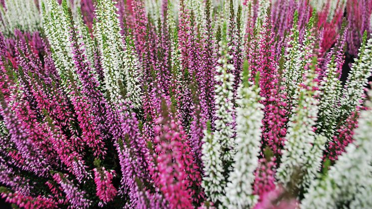 Calluna_Ljung-Färgmix-FotoSolgården.jpg