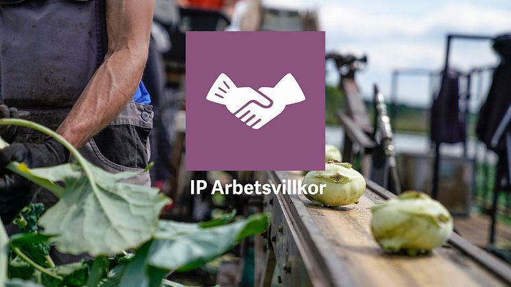 Säsong 2020 ska SydGrönts odlare vara certifierade med IP Arbetsvillkor