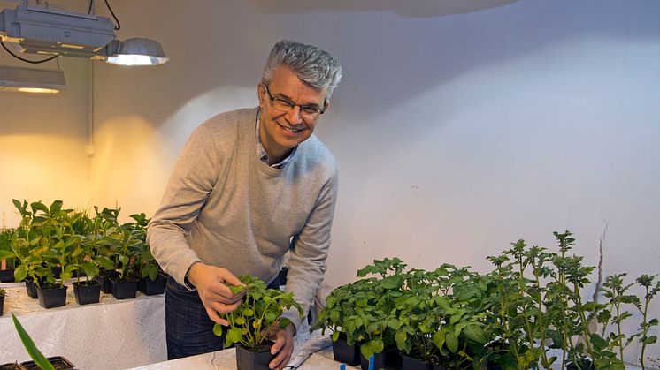 Velemir Ninkovic i växthuset på SLU där tekniken har utvecklats. Foto: Cajsa Lithell/SLU