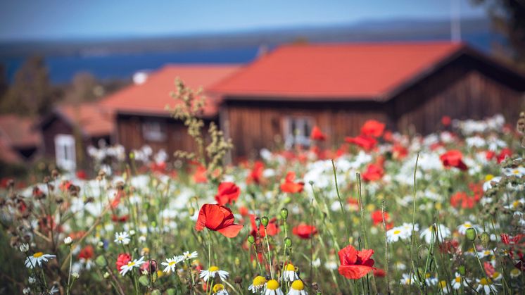 Sommar i Tällberg, Dalarna. Foto: Anna Holm