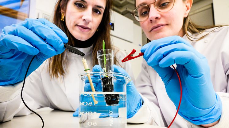 Eleni Stavrinidou, biträdande professor och Alexandra Sandéhn, doktorand, kopplar den elektroniska "jorden" till en kraftkälla med låg spänning. Foto: Thor Balkhed