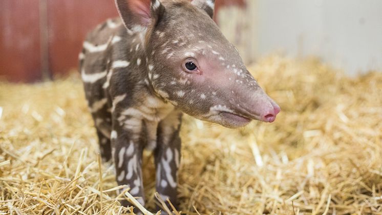 Tapir född på Kolmården