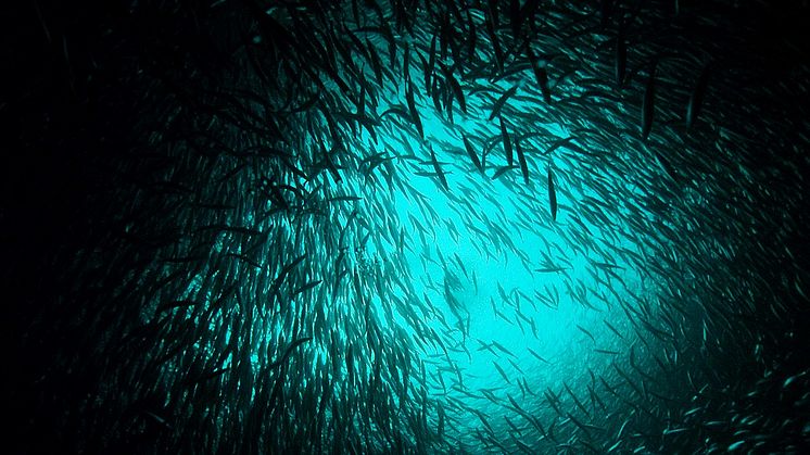 The herring genome provides new insight on how species adapt to their environment