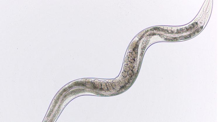 C.elegans i mikroskop 