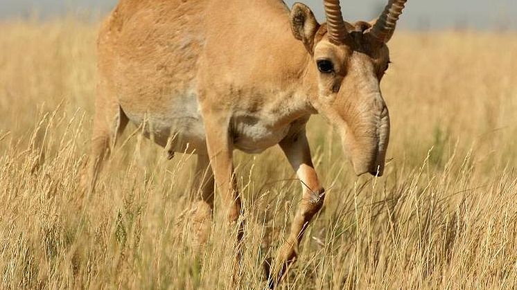 Saiga-antilop. Källa: Wikimedia Commons (https://commons.wikimedia.org/wiki/File:Saiga_tartarica_(cropped).jpg)