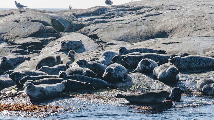 Klimatförändringar, övergödning och fiske är ett större hot mot östersjötorsk, sill och skarpsill än fiskätande sälar. Foto: Jan Kansanen/Mostphotos.