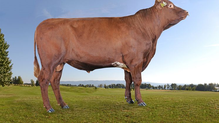 11858 Vesterdal fra oppdretter Joar Vesterdal, 7732 Steinkjer. Foto: Jan Arve Kristiansen