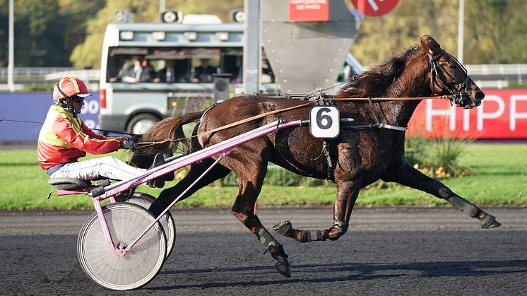 Gelati Cut klar för Elitloppet 2021. Foto: Gerard Forni