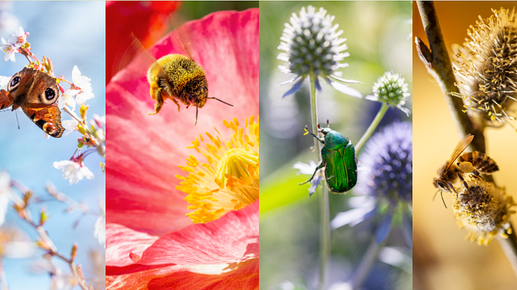 Pollinera Sveriges utställning SURR kommer till Botaniska trädgården i Göteborg. Foto: Lena Granefelt.