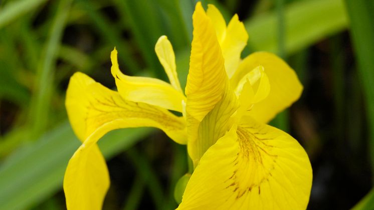 Iris pseudacorus - gul svärdslilja