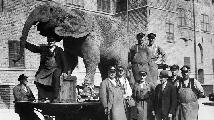 1936 flyttar gamla ’Naturmuseet’ från nuvarande Malmö Stadsbibliotek till Malmöhus slott. Foto: © Otto Ohm/Malmö Museer