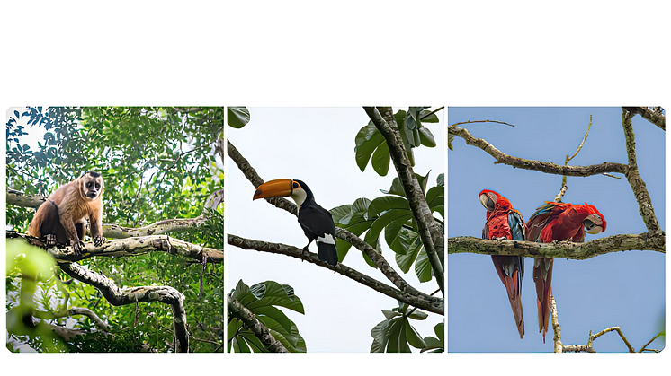 Kapucinerabe, kæmpetukan, mørkerød ara og mange andre farverige dyr er blevet spottet i de genoprettede økosystemer i Chiquitanoskoven. Foto af APCOB