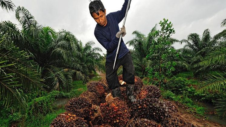 Mondelēz International deler handlingsplan for bærekraftig palmeolje