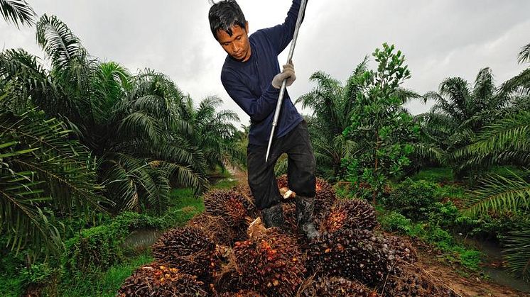 Palm Oil 