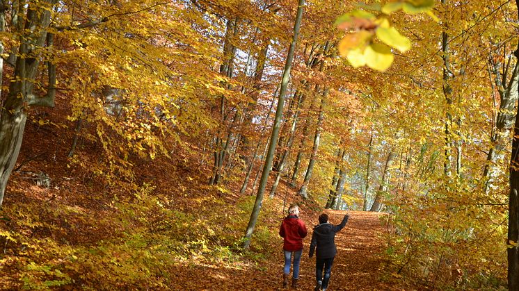 Der Herbst lädt in Brandenburg zu farbenfrohen Spaziergängen und Wanderungen ein. Foto: Korinna Lerche. 