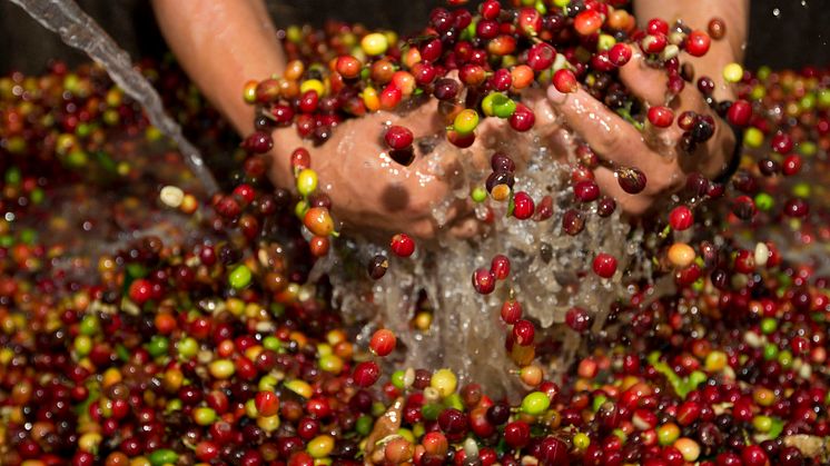 Mondelēz International lovar oöverträffad transparens genom att erbjuda tredje part att redogöra för effekterna av projektet “Coffee Made Happy”