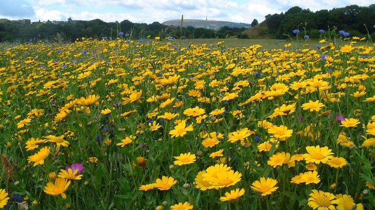 Bury ranger service walks for April