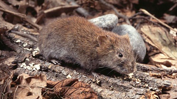 Skogssork (Myodes glareolus) sprider hantavirus i Skåne. Fotograf: B. Niklasson