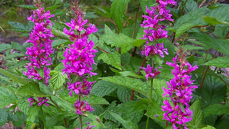 4_Fackelblomster_Håkan Sundin