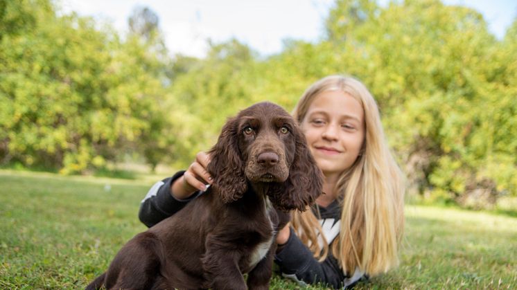 Field spanielvalpen Pärla. Foto: Måns Engelbrektsson