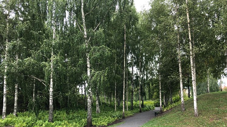 Några av träden som det ska gallras bland är björkarna vid ingången till ormbunksdalen.