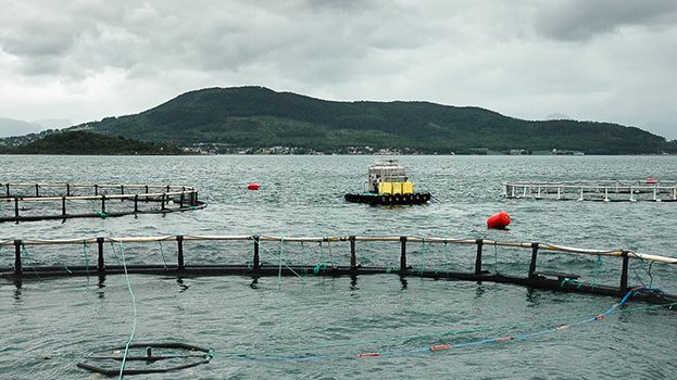 KRAV-märkt laxodling är bättre för miljön och fisken. Foto: Debio
