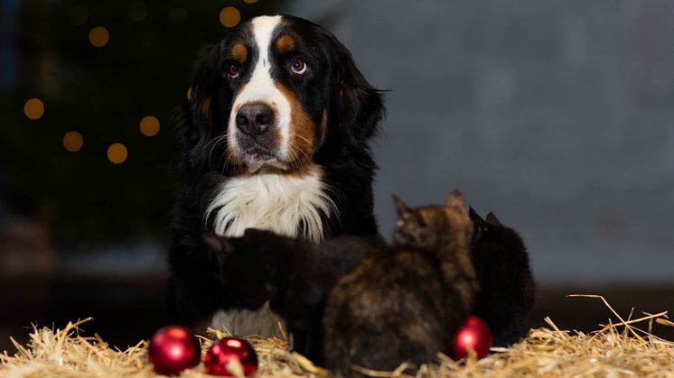 Julmyset som skadar husdjuren 