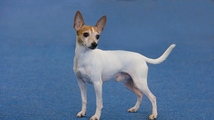 American toy terrier – ny ras 2016