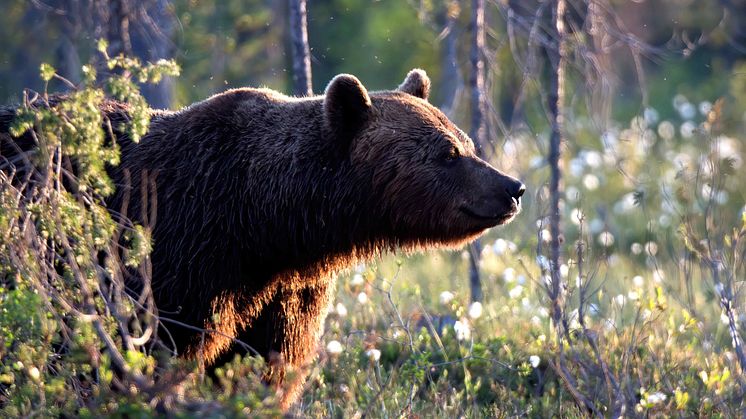 Skandinavisk brunbjörn