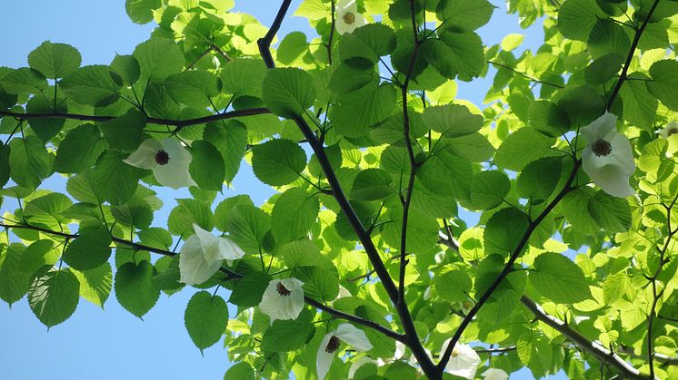 Näsduksträdet vid Olskroksgatan 14 i full blom!