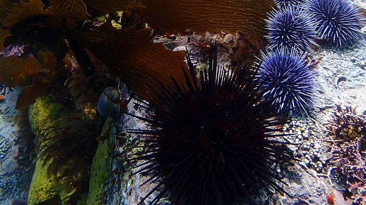 RS16074_P3092826-RedSeaUrchin