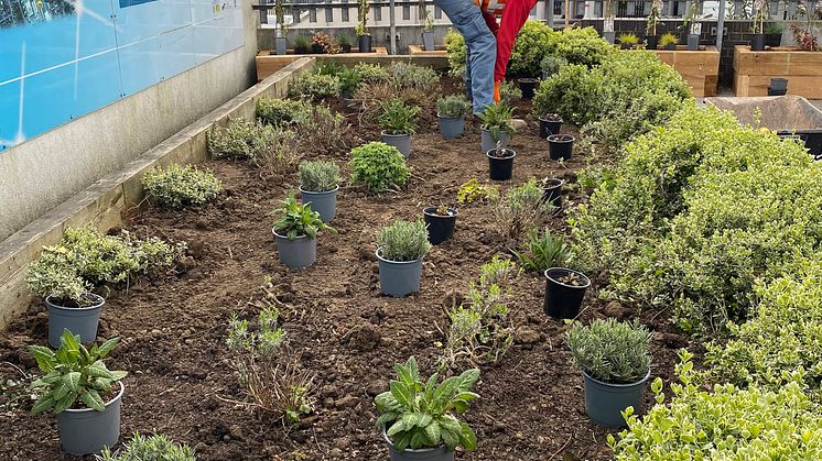 Partners in planting: Thameslink have engaged environmental charity Groundwork to make Elstree & Borehamwood station greener