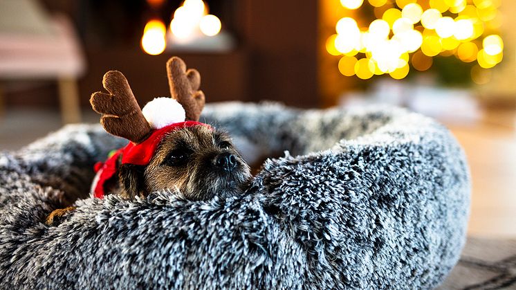 ​Allt din hund behöver för en riktigt god jul