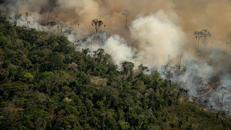 Foto af Amazonas juli 2021 af Christian Braga, Greenpeace