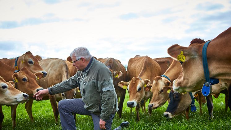 Arla slår dørene op: Besøg en vaskeægte bondegård