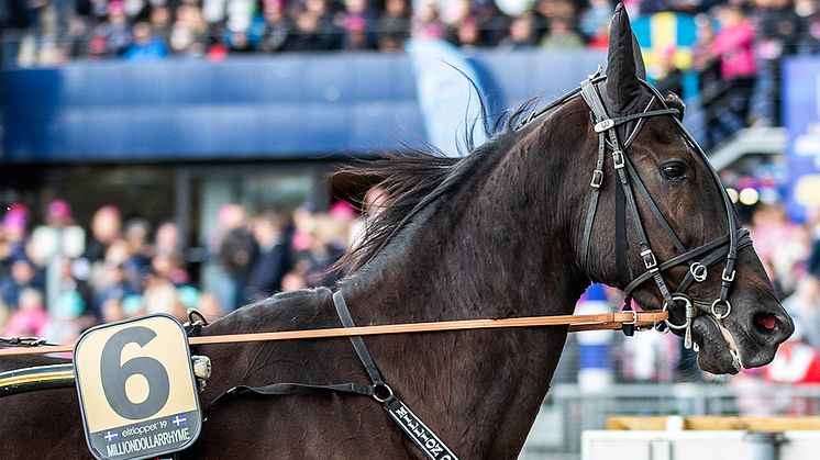 Milliondollarrhyme kommer till Elitloppet 31 maj. Foto: TR Bild