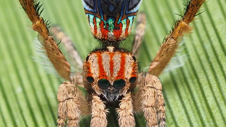 Påfugle-edderkopperne er blevet berømte for deres pragtfulde farvar og specielle parringsdans. Her ses en smuk M. azureus. Foto: Joseph Schubert 