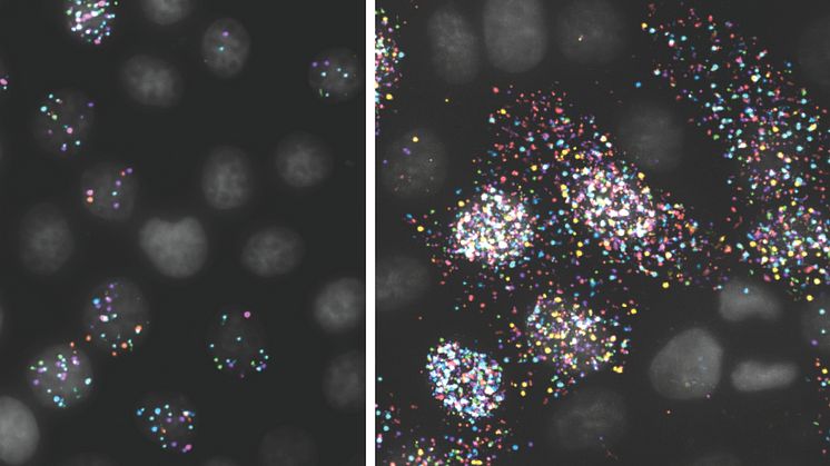 Färgprickarna är bitar av genom i ett influensavirus, de grå fläckarna är cellkärnor. Bilderna föreställer samma celler och virus, och visar hur viruset sprider sig. 