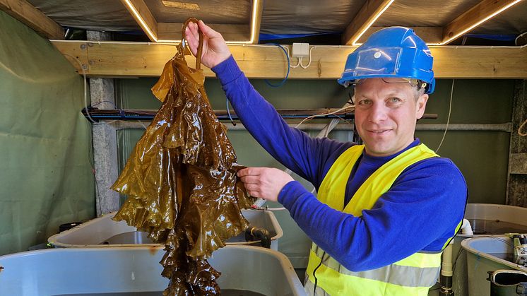 Tareproduksjon på Akvaplan-niva's forskningsstasjon (Foto: Trude Borch/Akvaplan-niva).