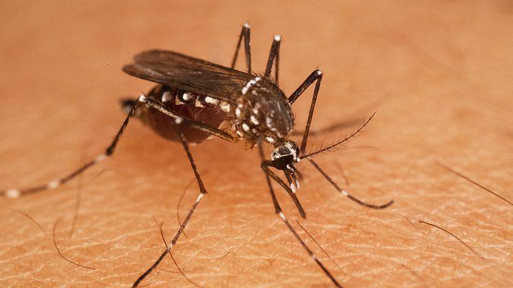 Gulafebernmygga, aedes aegypti. Fotograf: Rickard Ignell