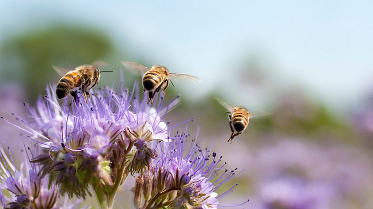 Ökat intresset för pollinerande insekter bland svenskarna. Foto: Plantagen.