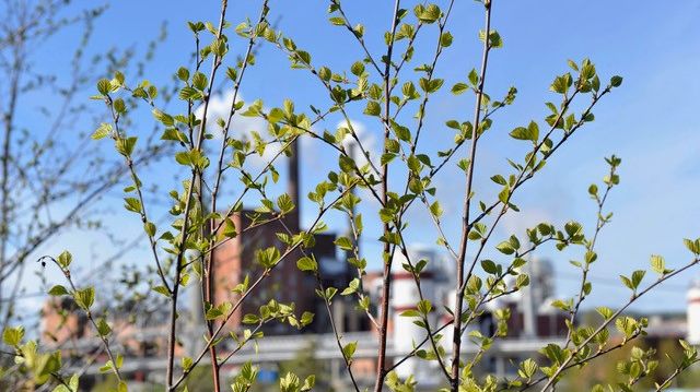 Norra Sverige - en grön tillväxtzon i världsklass