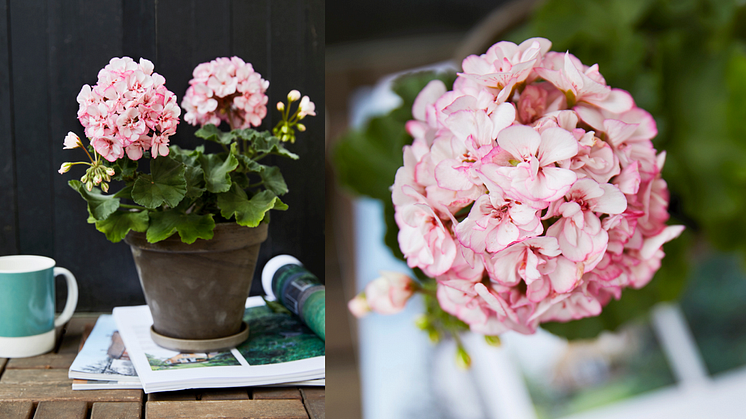 Årets Pelargon 2018: Zonalpelargon ’Picotee Pink’, Pelargonium x hortorum 