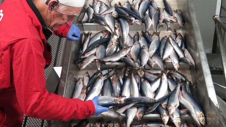 ​​​Fritt fram att äta sill från Abba till midsommar – vi köper aldrig fisk från Östersjön 