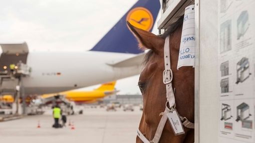 10 years of the Frankfurt Animal Lounge Lufthansa Cargo AG