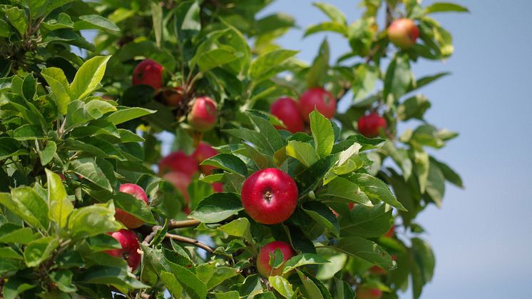 De nyare äppelsorterna har bra lagringsegenskaper, vilket innebär att vi kommer att få se mer svenska äpplen i fruktdiskarna långt in på våren. Foto: Pixabay