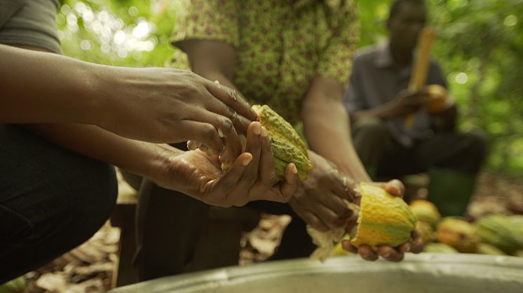 100 Prozent Cocoa Life: Alle Schokoladenmarken von Mondelēz International werden bis 2025 Teil des Nachhaltigkeitsprogramms 