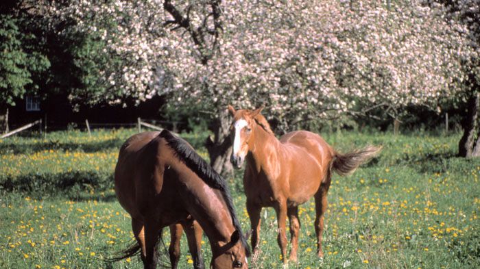 Hästar i hage, foto: Jordbruksverket