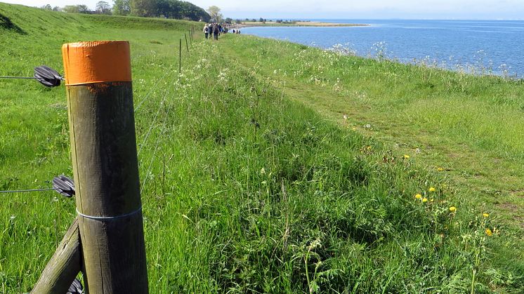 Kävlinge välkomnar pilgrimsvandrare