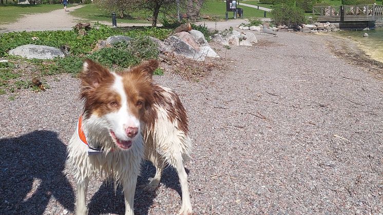 Hunden Jenny i Edsbergsparken.jpg